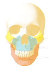 削骨髖骨，上髖骨，下顎骨區域