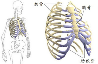 朝天鼻,蒜頭鼻,韓式隆鼻,隆鼻手術