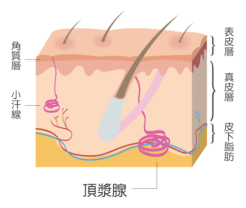 狐臭,狐臭手術,凡登整形外科診所