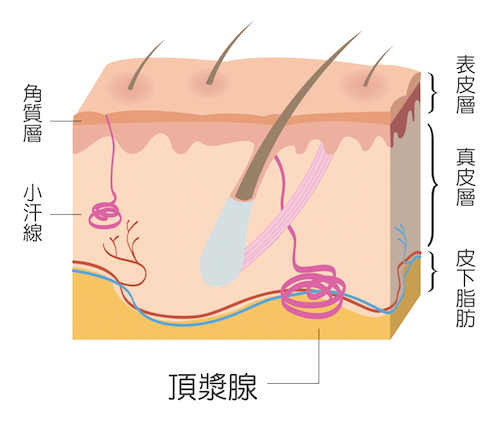 狐臭手術,微創狐臭手術,台北狐臭手術,新竹狐臭手術,台南狐臭手術