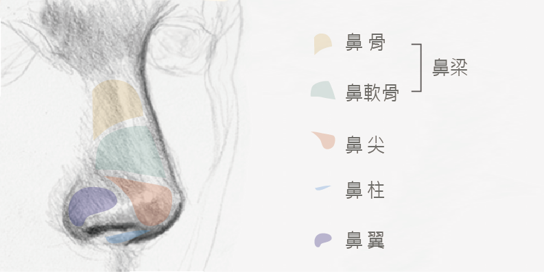 鼻硬骨鼻軟骨鼻頭鼻柱鼻翼位置圖