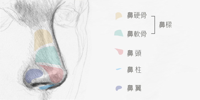 【隆鼻手術區域】鼻樑、鼻頭、鼻柱、鼻翼位置示意圖