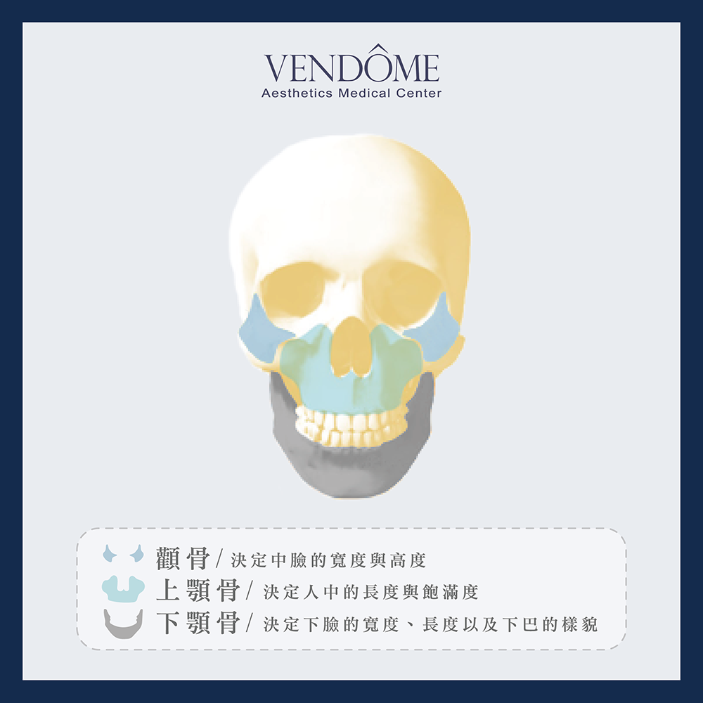 顴骨／上顎骨／下顎骨對臉型比例的影響示意